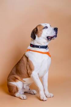 Rescue Saint Bernard and American Bulldog Dogs for Adoption in Doral, Florida - ASTRO | PetCurious