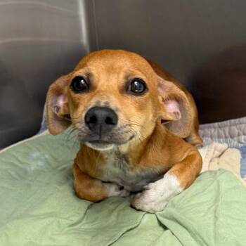 Piccolo  26-07-100 -  Chihuahua and Mixed Breed Dog for Adoption in Bastrop, Texas - Piccolo  26-07-100 | PetCurious