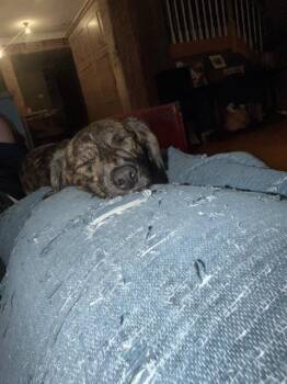 Catalina -  Plott Hound Dog for Adoption in New Albany, Ohio - Catalina | PetCurious