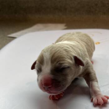 Korra -  Terrier Dog for Adoption in Tampa, Florida - Korra | PetCurious