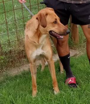 Annie Lou -  Rhodesian Ridgeback Dog for Adoption in Seguin, Texas - Annie Lou | PetCurious