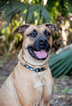 Rescue German Shepherd Dog and American Bulldog Dogs for Adoption in Casselberry, Florida - Max | PetCurious