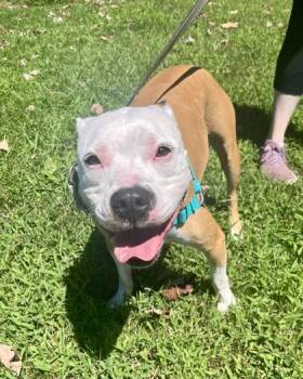 Rescue Terrier and Pit Bull Terrier Dogs for Adoption in Annapolis, Maryland - Harley Muffin | PetCurious