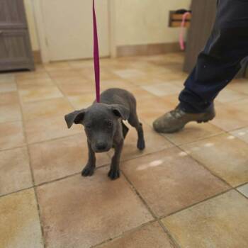 Capone -  Pit Bull Terrier Dog for Adoption in California City, California - Capone | PetCurious