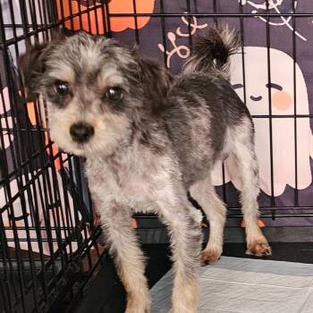 Rescue Shih Tzu Dogs for Adoption - Ernie | PetCurious