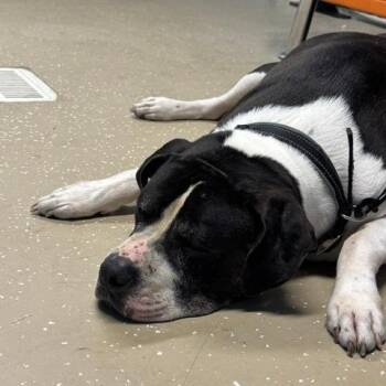 Benny -  Mixed Breed Dog for Adoption in Edwardsville, Illinois - Benny | PetCurious