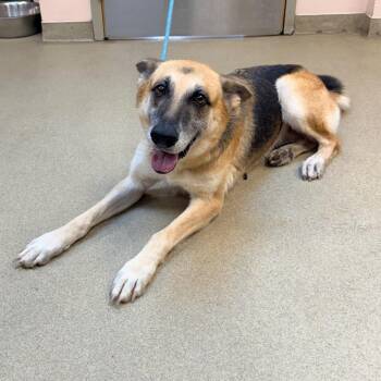 Sasha -  Shepherd Dog for Adoption in Columbus, Georgia - Sasha | PetCurious