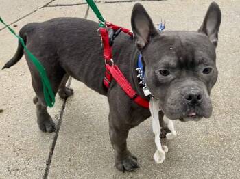 French Bulldog and Pit Bull Terrier Dogs Available for Adoption in Boston, Massachusetts - KOVU | PetCurious