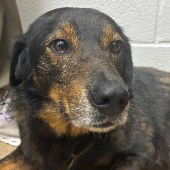 Shepherd Dogs Available for Adoption in Corpus Christi, Texas - Andy | PetCurious