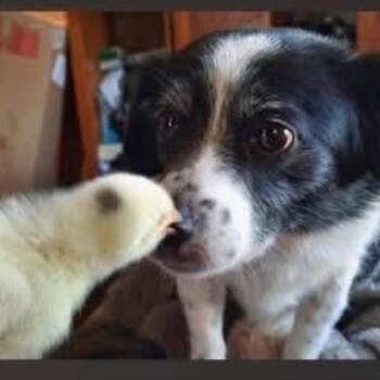 annabelle -  Australian Shepherd and Mixed Breed Dog for Adoption in Spring Hill, Kansas - Annabelle | PetCurious
