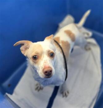 Mixed Breed Dogs Available for Adoption - BENJI | PetCurious