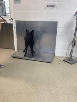 Rescue German Shepherd Dog and Mixed Breed Dogs for Adoption in Fort Worth, Texas - 59710253 | PetCurious