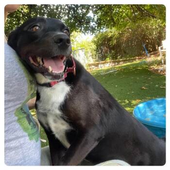 Mariah -  Shepherd and Mixed Breed Dog for Adoption in Knoxville, Tennessee - Mariah | PetCurious