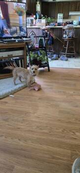 Pippi -  Terrier Dog for Adoption in Evansville, Indiana - Pippi | PetCurious