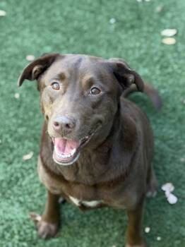 Remy -  Chocolate Labrador Retriever Dog for Adoption in Sacramento, California - Remy | PetCurious