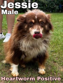 Jessie -  Australian Shepherd Dog for Adoption in Blue Springs, Missouri - Jessie | PetCurious