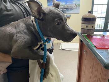 Rescue Pit Bull Terrier Dogs for Adoption in Pasadena, California - A524932 | PetCurious