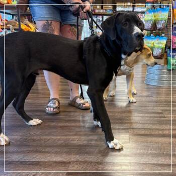 Bruno -  Great Dane and Mixed Breed Dog for Adoption in Little Rock, Arkansas - Bruno | PetCurious