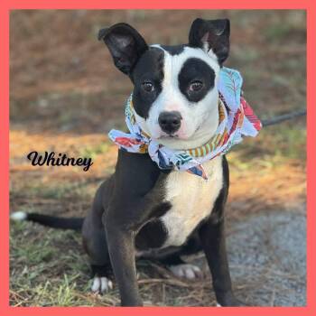 Rescue Mixed Breed Dogs for Adoption in Sumter, South Carolina - Whitney | PetCurious
