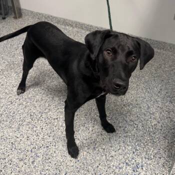 Zoobie -  Mixed Breed Dog for Adoption in Greenville, South Carolina - Zoobie | PetCurious