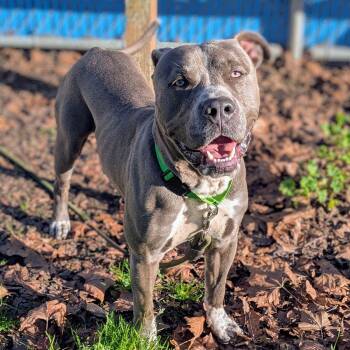 Pit Bull Terrier Dogs Available for Adoption - Mustang | PetCurious