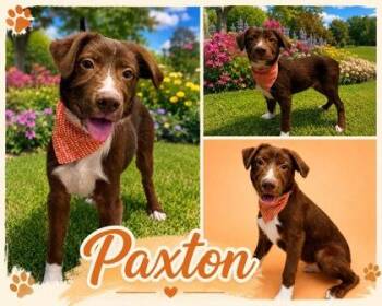 Paxton -  Australian Shepherd and Mixed Breed Dog for Adoption in Seagoville, Texas - Paxton | PetCurious