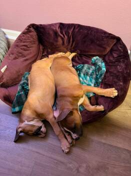 Spook -  Boxer Dog for Adoption in St. Augustine, Florida - Spook | PetCurious