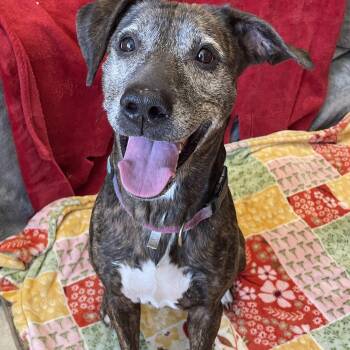 ZeeZee -  Mixed Breed Dog for Adoption in Lacon, Illinois - ZeeZee | PetCurious