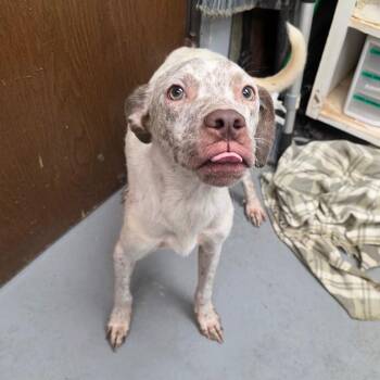 Courage -  Mixed Breed Dog for Adoption in Duncan, Oklahoma - Courage | PetCurious