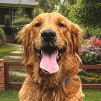 Golden Retriever Dogs Available for Adoption in Los Angeles, California - Tessa | PetCurious