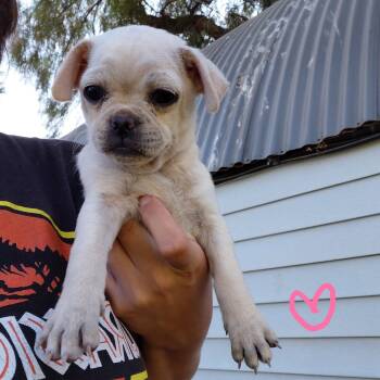 Hug -  Pug Dog for Adoption in Agua Dulce, California - Hug | PetCurious