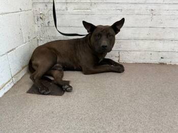 Pit Bull Terrier Dogs Available for Adoption - LEONARD | PetCurious