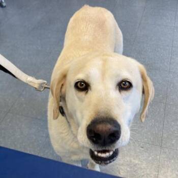 Dodger -  Yellow Labrador Retriever and Mixed Breed Dog for Adoption in Hawthorne, California - Dodger | PetCurious