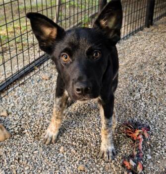 Bender -  German Shepherd Dog and Mixed Breed Dog for Adoption in Neosho, Missouri - Bender | PetCurious