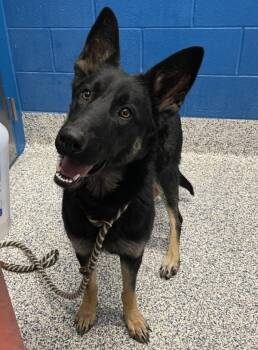 German Shepherd Dog Dogs Available for Adoption - Cha-Ka | PetCurious