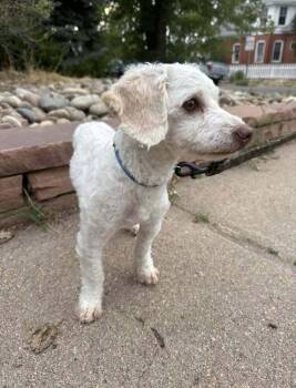 Willie 3 -  Poodle Dog for Adoption in Parker, Colorado - Willie 3 | PetCurious