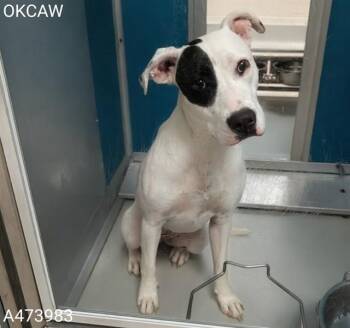 Pit Bull Terrier and Mixed Breed Dogs Available for Adoption in Oklahoma City, Oklahoma - TRIXIE | PetCurious