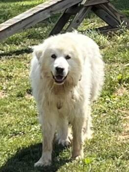 Great Pyrenees Dogs Available for Adoption in Monterey, Virginia - Ghost - Sponsored! | PetCurious