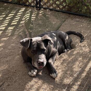 Fredrickson -  Mixed Breed Dog for Adoption in Flagstaff, Arizona - Fredrickson | PetCurious