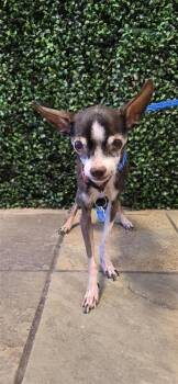 61565031 -  Chihuahua and Mixed Breed Dog for Adoption in El Paso, Texas - 61565031 | PetCurious
