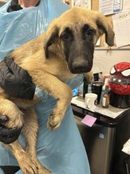 Windrunner -  German Shepherd Dog and Mixed Breed Dog for Adoption in Fresno, California - Windrunner | PetCurious