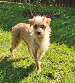 Terrier and Mixed Breed Dogs Available for Adoption in Fort Worth, Texas - Emily | PetCurious