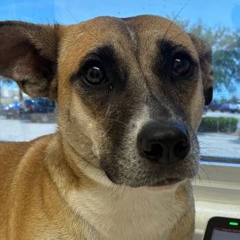 Rescue Shepherd and Mixed Breed Dogs for Adoption in Corpus Christi, Texas - Nena | PetCurious