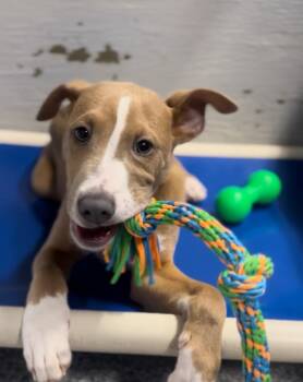 Labrador Retriever Dogs Available for Adoption - Gary De