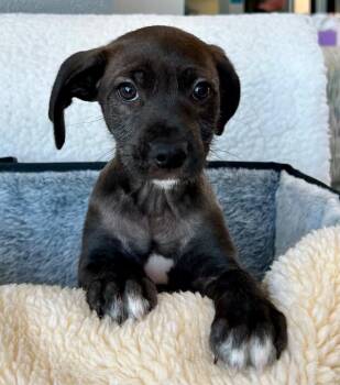 Labrador Retriever and Terrier Dogs Available for Adoption in Cottonwood, Arizona - Oliver | PetCurious