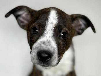 Jesse -  Australian Cattle Dog Blue Heeler and Boston Terrier Dog for Adoption in Portland, Oregon - Jesse | PetCurious