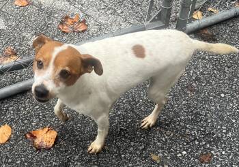 Rescue Chihuahua and Jack Russell Terrier Dogs for Adoption in Cashiers, North Carolina - Pogo | PetCurious