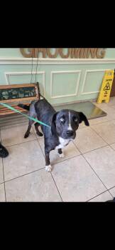 Evvy -  Catahoula Leopard Dog Dog for Adoption in Plano, Texas - Evvy | PetCurious