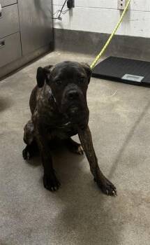 LILY -  Cane Corso and Mixed Breed Dog for Adoption - LILY | PetCurious