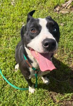 Bulgur -  Labrador Retriever and Siberian Husky Dog for Adoption in Chicago, Illinois - Bulgur | PetCurious